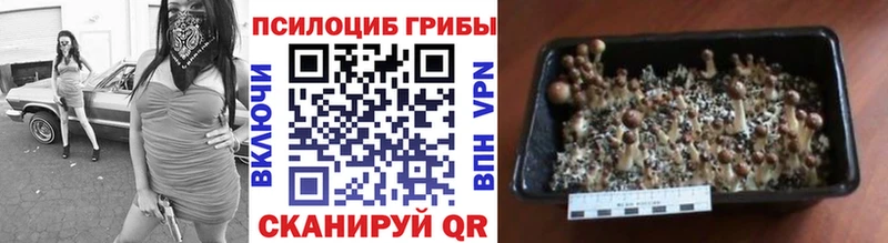 Псилоцибиновые грибы Psilocybine cubensis  Химки 